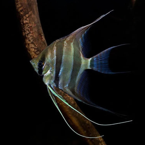 Cá thần tiên Ai Cấp - Altum Angelfish