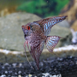 Cá thần tiên da báo - Leopard Anglefish