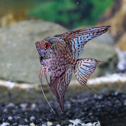 Cá thần tiên da báo - Leopard Anglefish