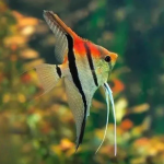 Cá thần tiên Koi Red Black - Red Black Koi Anglefish