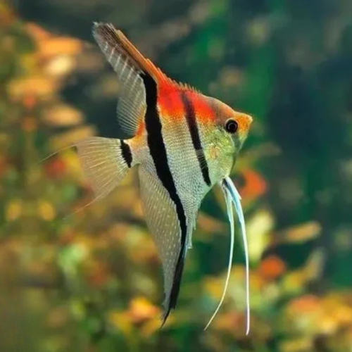 Cá thần tiên Koi Red Black - Red Black Koi Anglefish