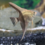 Cá thần tiên trắng đen - Black and White Angelfish