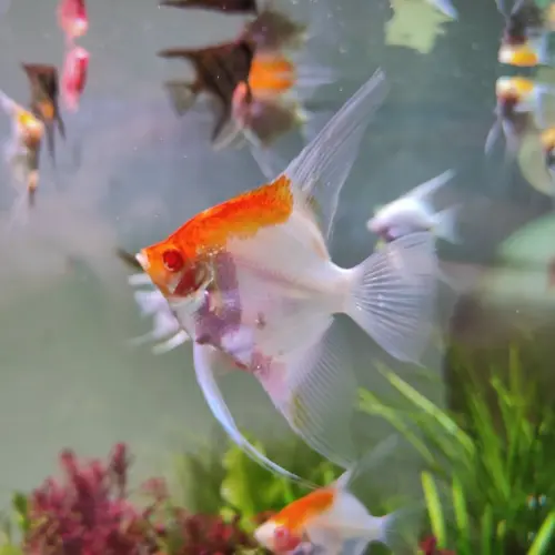 Cá thần tiên Koi Albino - Koi Albino Anglefish