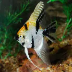 Cá thần tiên Koi 3 màu - Koi Anglefish