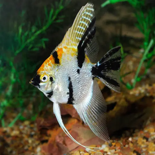 Cá thần tiên Koi 3 màu - Koi Anglefish