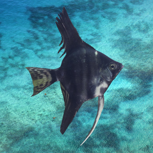 Cá thần tiên đen - Black Anglefish