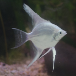 Ông tiên trắng - White Anglefish