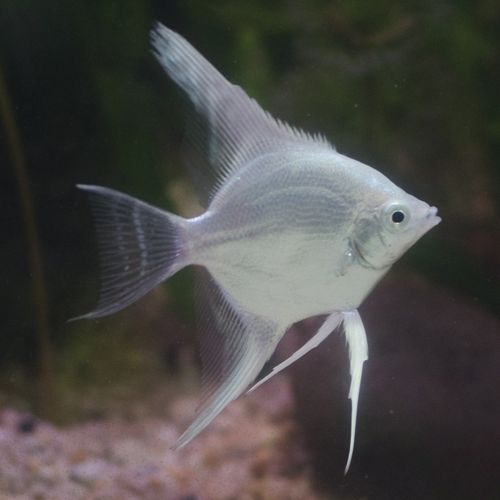 Ông tiên trắng - White Anglefish