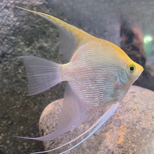 Cá thần tiên vàng kim sa - Golden Anglefish