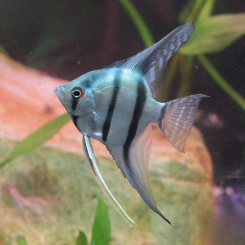 Cá thần tiên xanh - Green Ghost Anglefish