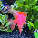 Cá thần tiên Koi Red Devil - Koi Red Devil Anglefish