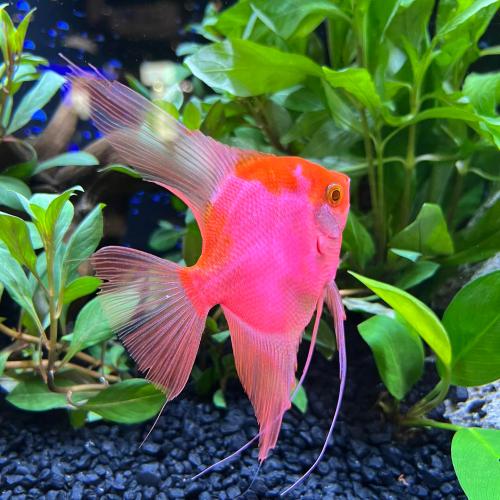 Cá thần tiên Koi Red Devil - Koi Red Devil Anglefish