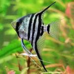 Cá thần tiên vằn - Zebra Anglefish