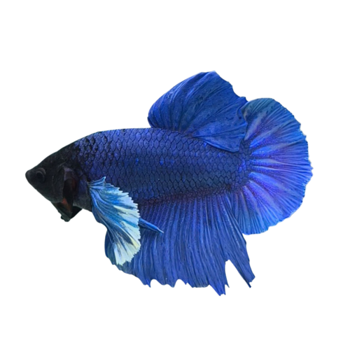 Betta tai voi xanh - Blue Dumbo Betta