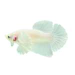 Betta tai voi trắng - White Dumbo Betta