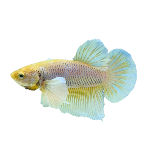 Betta tai voi vàng - Yellow Dumbo Betta