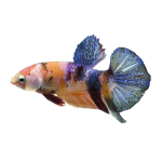 Betta Koi Nemo Candy