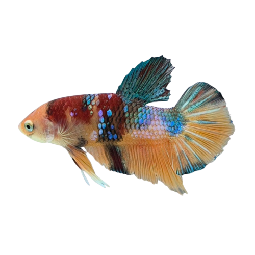 Betta Koi Nemo Candy