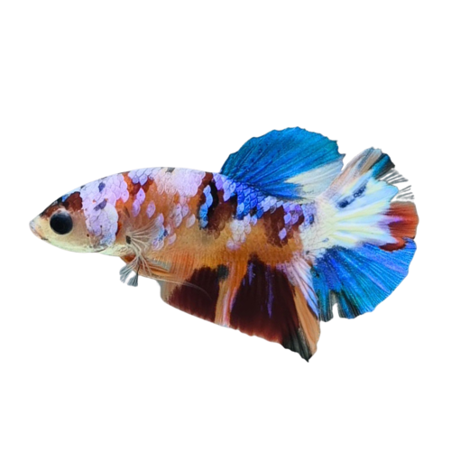 Betta Koi Nemo Candy White