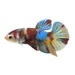 Betta Koi Nemo Metallic
