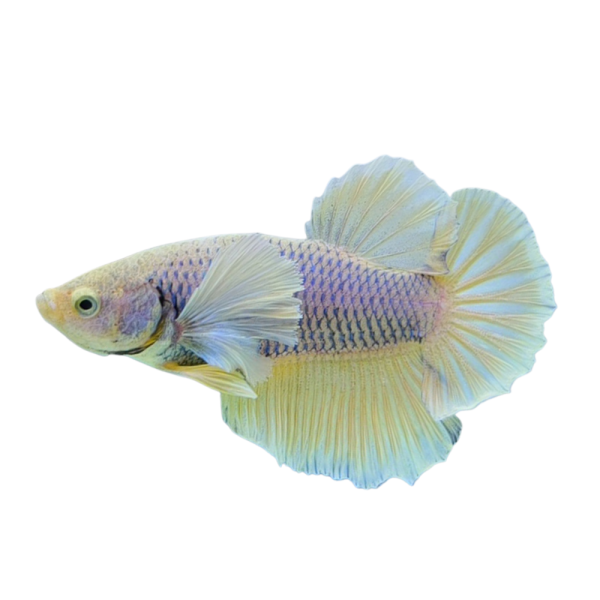 Betta Dumbo Yellow-R08B7