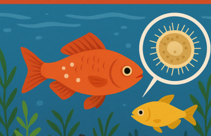 Cách kiểm soát và xử lý ký sinh trùng trong bể cá