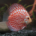 Cá dĩa bồ câu đỏ - Red Pigeon Discus