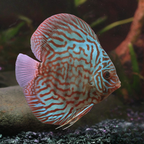 Cá dĩa bông đỏ - Red Spotted Discus