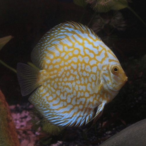 Cá dĩa bồ cầu vàng - Yellow Pigeon Discus