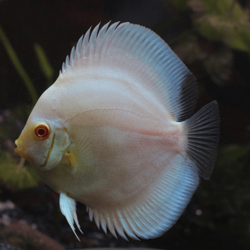 Cá dĩa lam mắt đỏ - Diamond Albino Discus