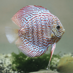 Cá dĩa beo đỏ - Leopard Red Discus