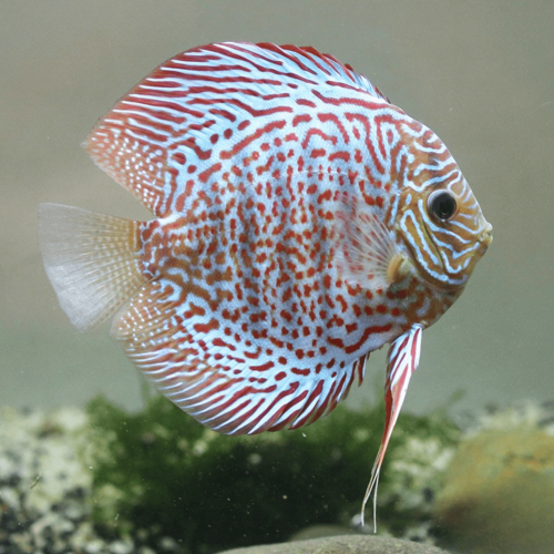 Cá dĩa beo đỏ - Leopard Red Discus