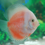 Cá dĩa beo trắng đỏ - Red White Leopard Discus
