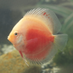 Cá dĩa beo trắng - White Leopard Discus