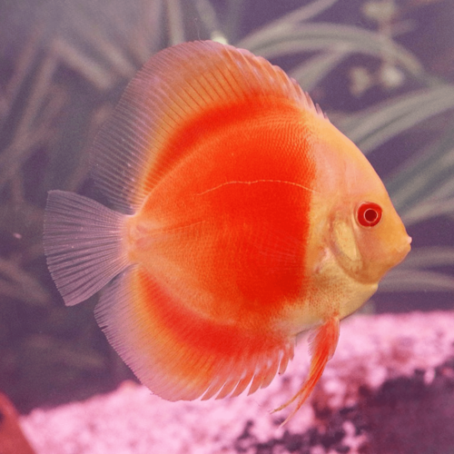 Cá dĩa Marlboro mắt đỏ - Red Marlboro Albino Discus