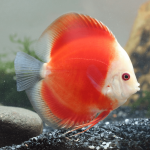 Cá Dĩa Marlboro Đỏ - Red Marlboro Discus