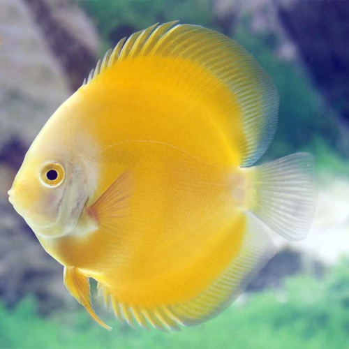 Cá Dĩa Marlboro vàng - Yellow Marlboro Discus