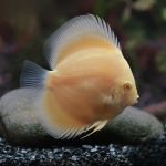 Cá dĩa Marlboro vàng mắt đỏ - Yellow Marlboro Discus