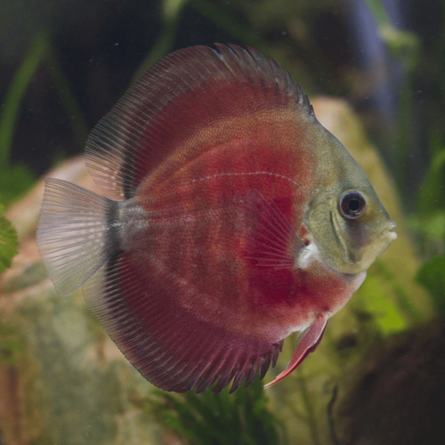 Cá dĩa đỏ hoa hồng - Red Rose Discus