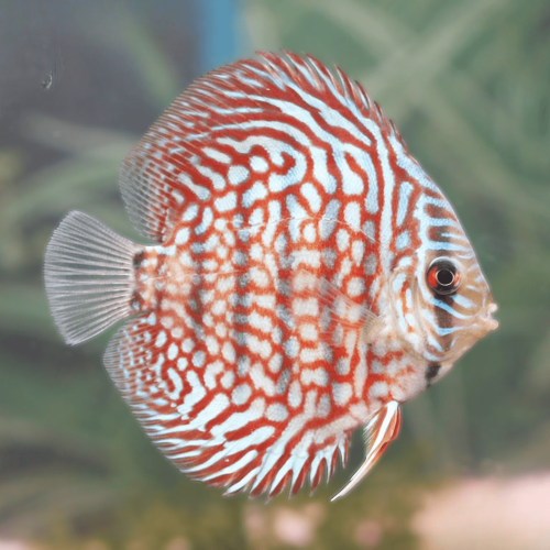 Cá Dĩa Royal Đỏ- Red Royal Discus