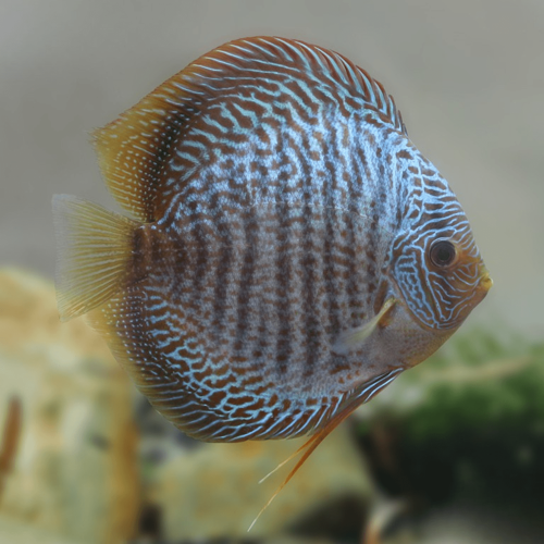 Cá Dĩa Snakeskin xanh - Blue Snakeskin Discus