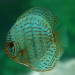 Cá dĩa lam ngọc - Blue Turquoise Discus