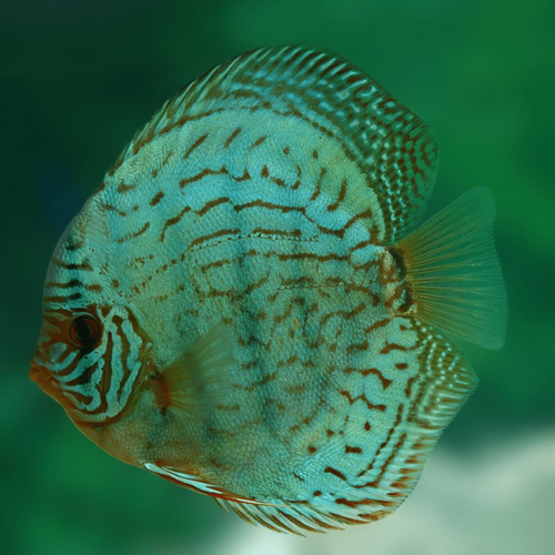 Cá dĩa lam ngọc - Blue Turquoise Discus