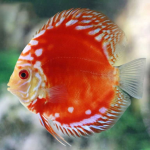 Cá dĩa bồ câu Panda - Red Panda Discus