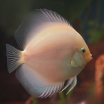 Cá dĩa trắng gương - White Glass Pigeon Discus