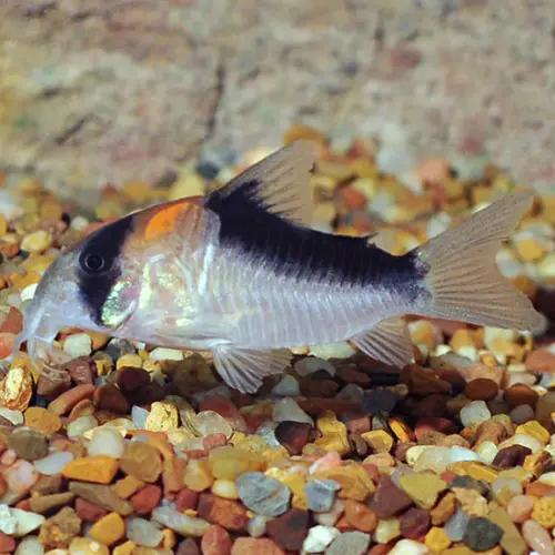 Cá chuột Adolfoi - Adolfoi Corydoras