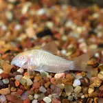 Cá chuột bạch Albino - Albino Corydoras