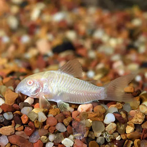 Cá chuột bạch Albino - Albino Corydoras
