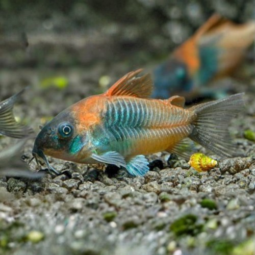 Cá Chuột Venezuela Cam - Orange Venezuelan Corydoras