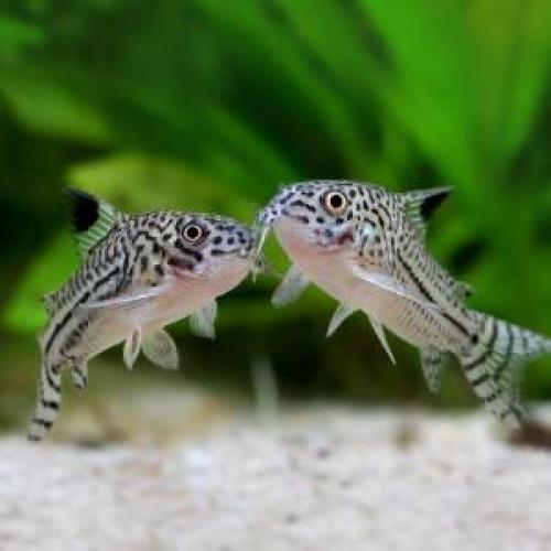 Cá chuột trân châu- Julii Corydoras